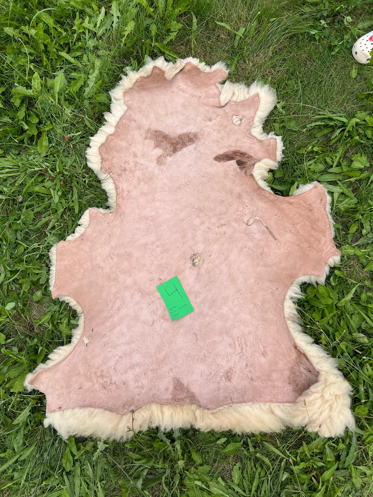 Homegrown Dorset X Romeldale Lamb Sheepskin